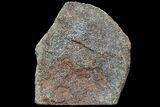 Polished Dinosaur Bone (Gembone) Section - Colorado #86794-2